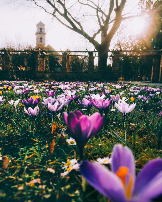 Krokusse im Fürther Stadtpark